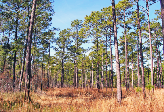 Long Leaf Pine Forest by Ventures Birding Tours